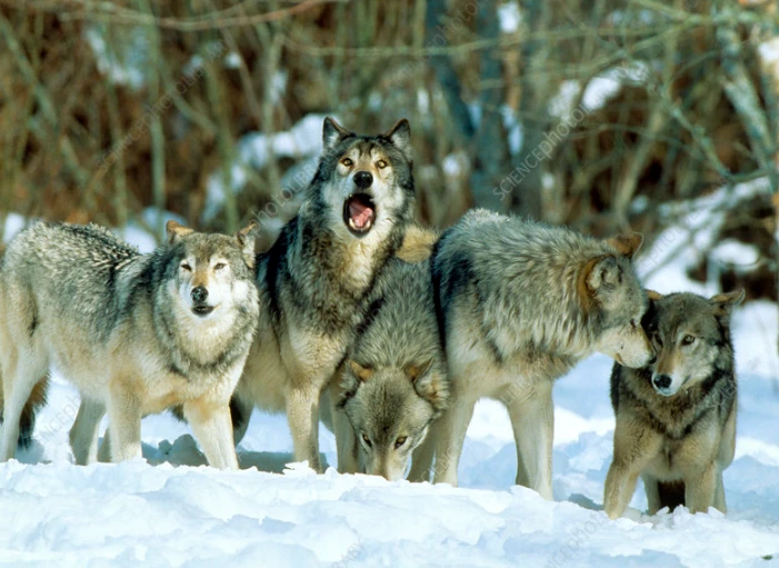 EU supports proposal to lower wolf protection status