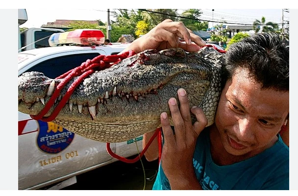 Thai farm culls 125 crocodiles as floodwaters rise