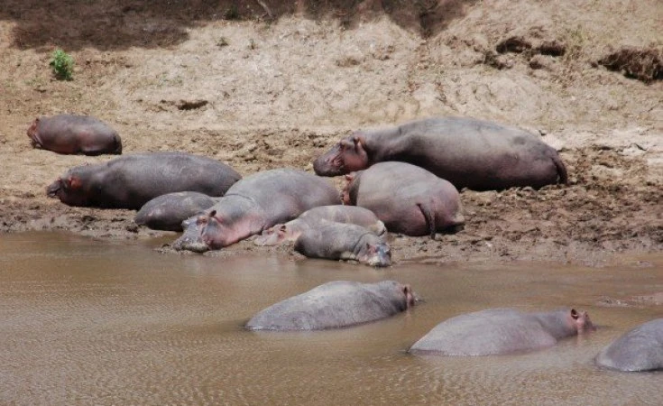 Namibia's drought claims lives of five trapped hippos