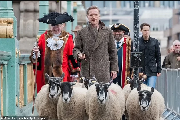 Hollywood Star Damian leads sheep across London bridge