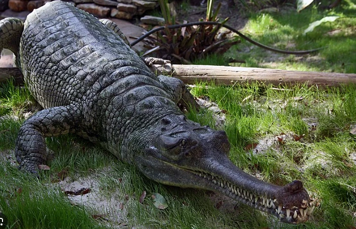 Wildlife Department seizes rare crocodile in Kasur