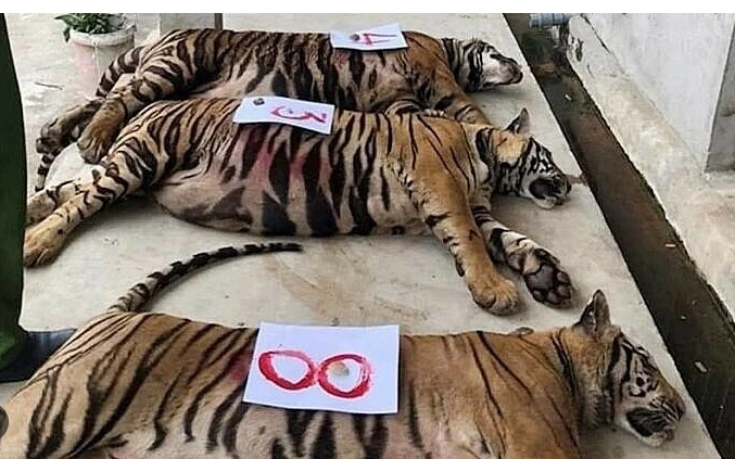 47 tigers dead in Vietnam zoos due to bird flu