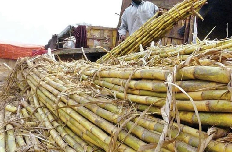 Sindh govt fails to set sugarcane support price