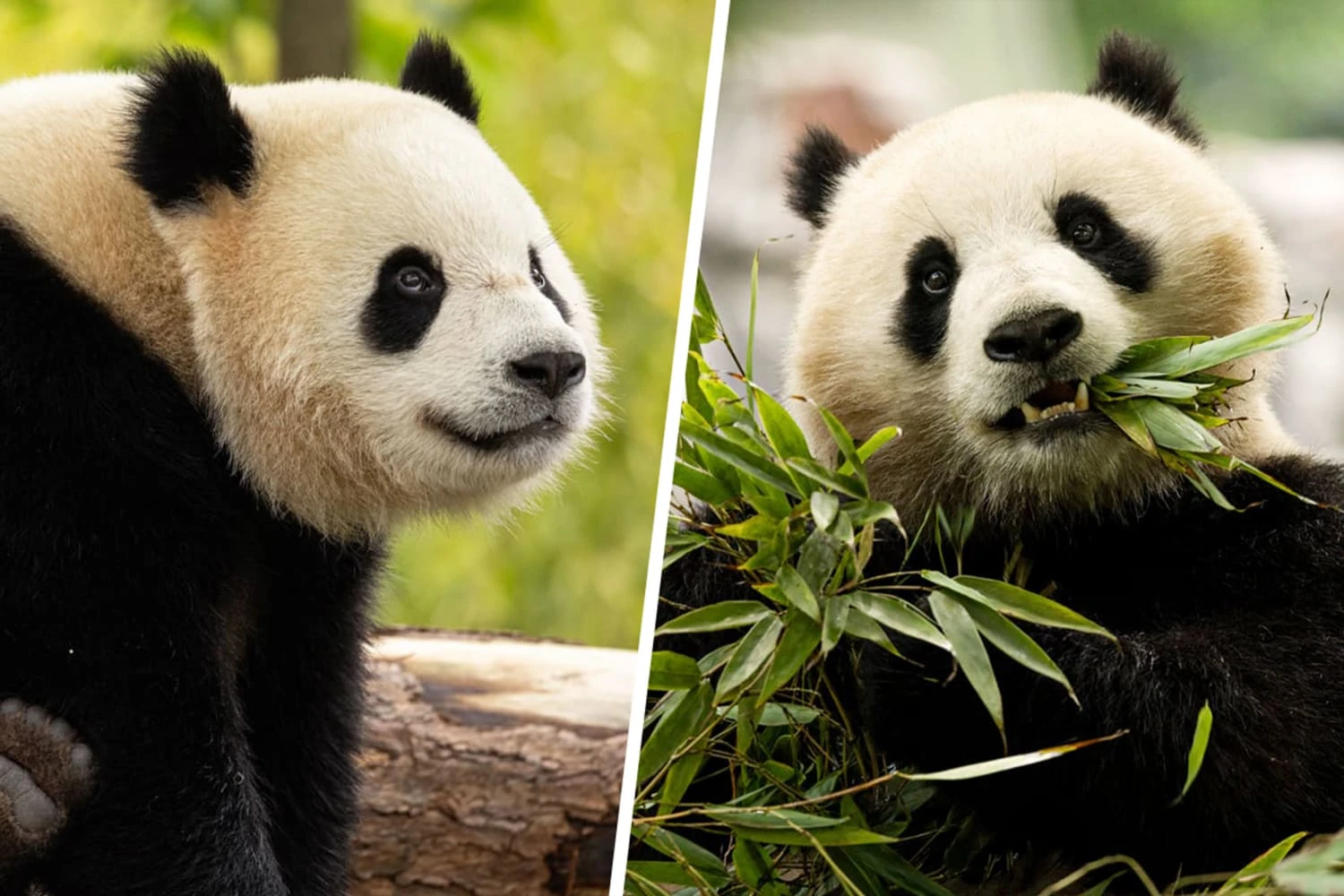 'Pandas are coming': Two new bears depart China for US capital