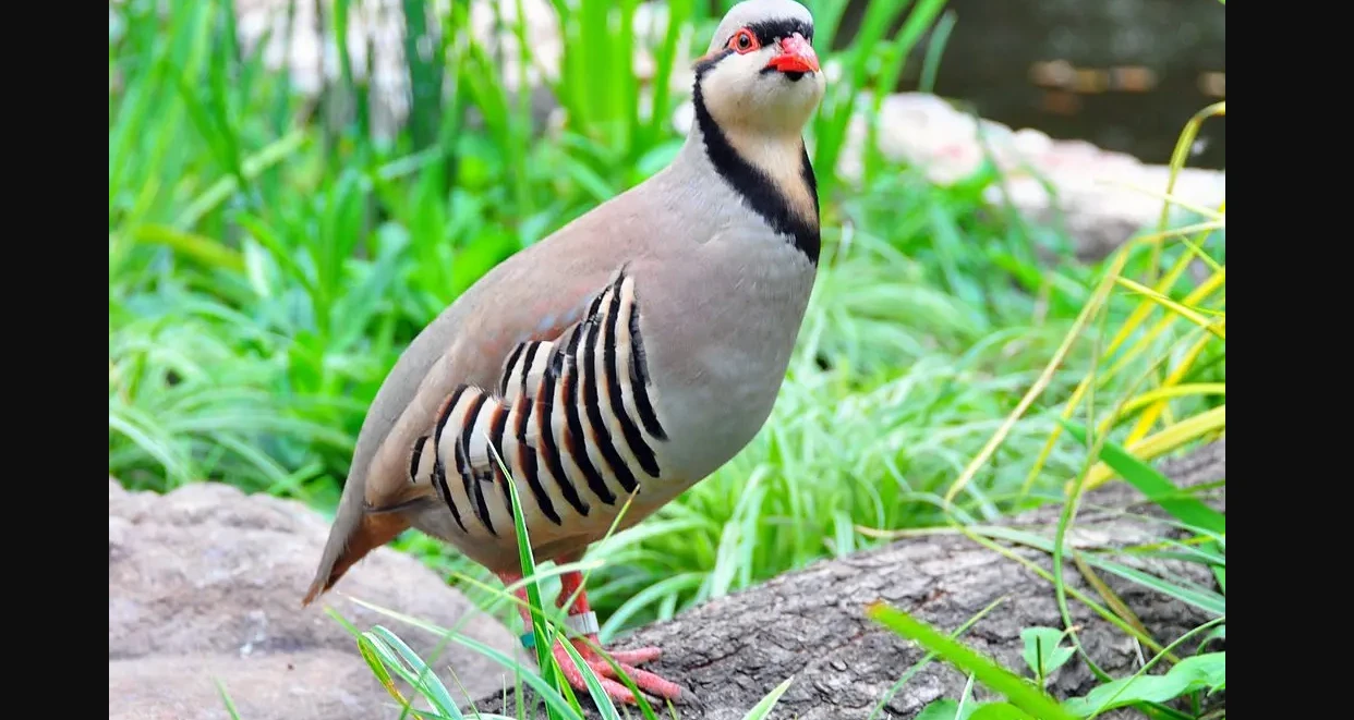 Wildlife department busts illegal hunters and traders in Punjab, recovers hundreds of protected birds