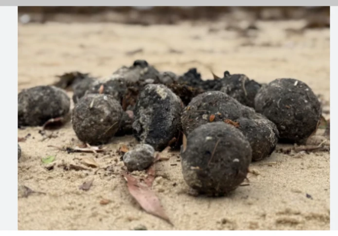 'Mysterious black balls' close Sydney beach