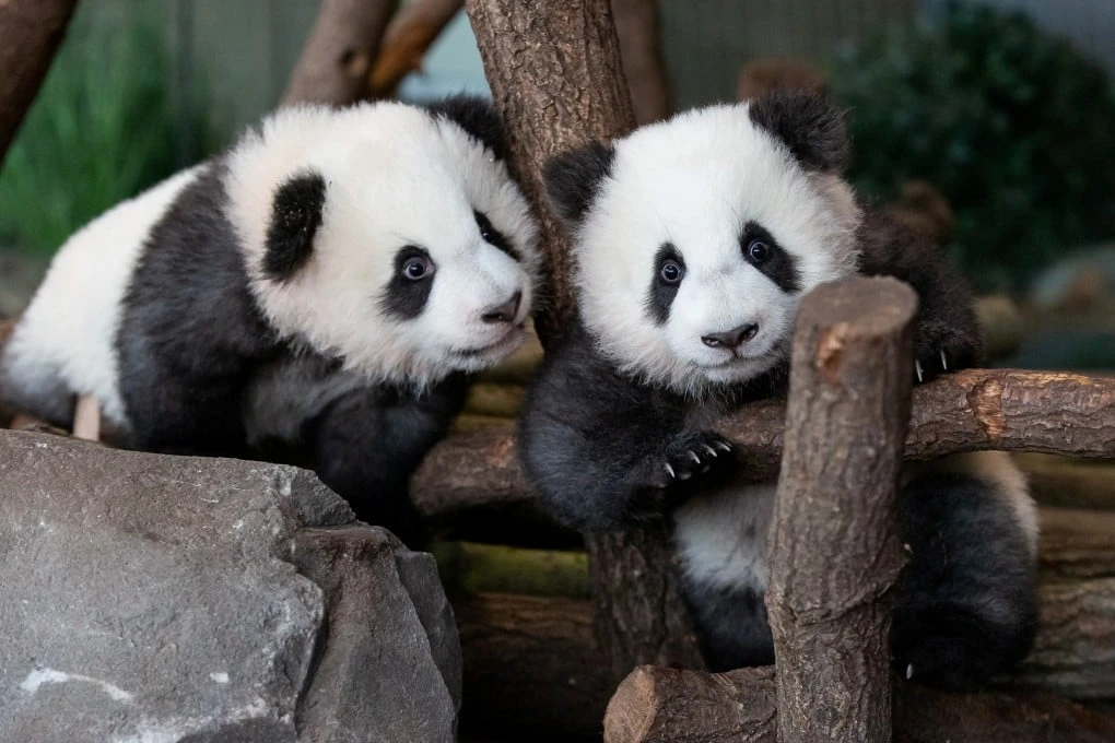 Twin panda cubs ready to make public debut at Berlin zoo