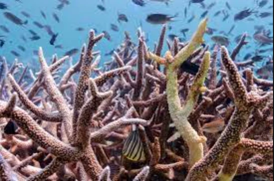 Record-breaking global coral bleaching event unveiled by US agency