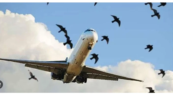 AirBlue flight escapes disaster after bird hit at Karachi Airport