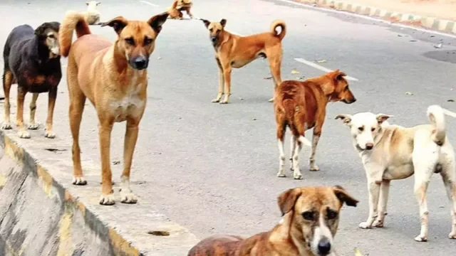 Stray dogs attack, scratch and kill two-year-old child in Gujrat