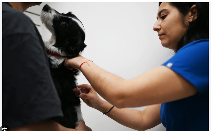 Chile launches vaccine that neuters dogs for a year