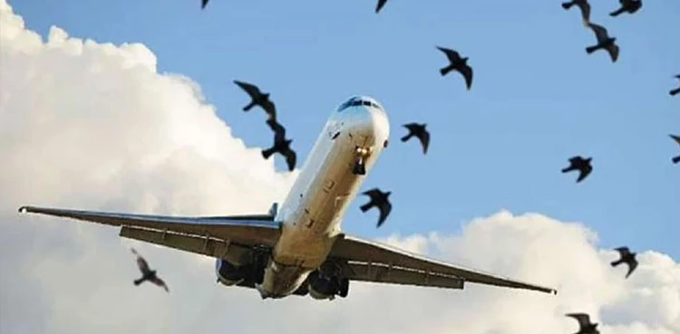 Sharp rise in bird strikes on PIA planes despite preventive efforts