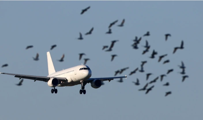 Bird hit forces plane make emergency landing at Lahore Airport