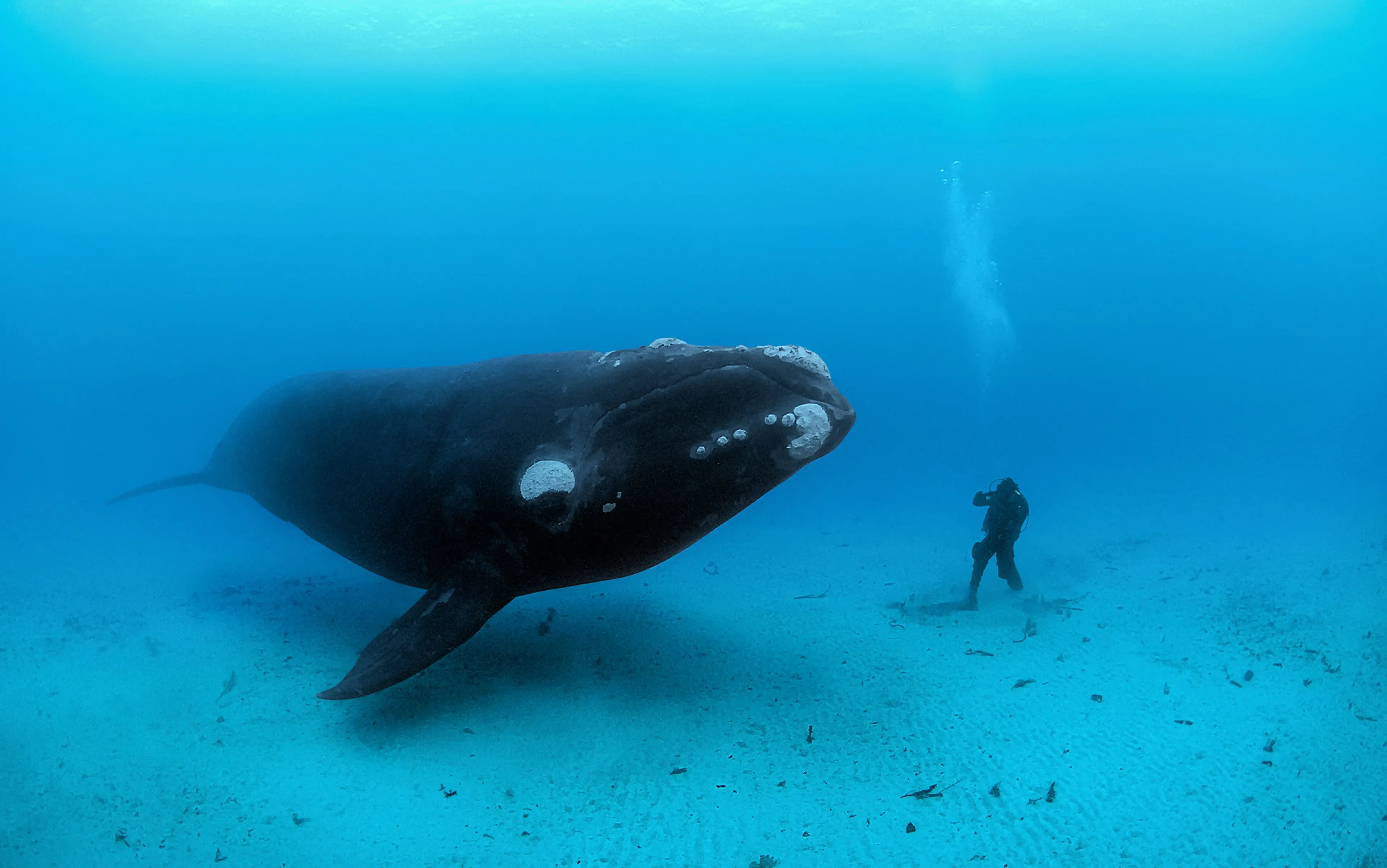 Endangered right whale population sees slight rebound in conservation efforts