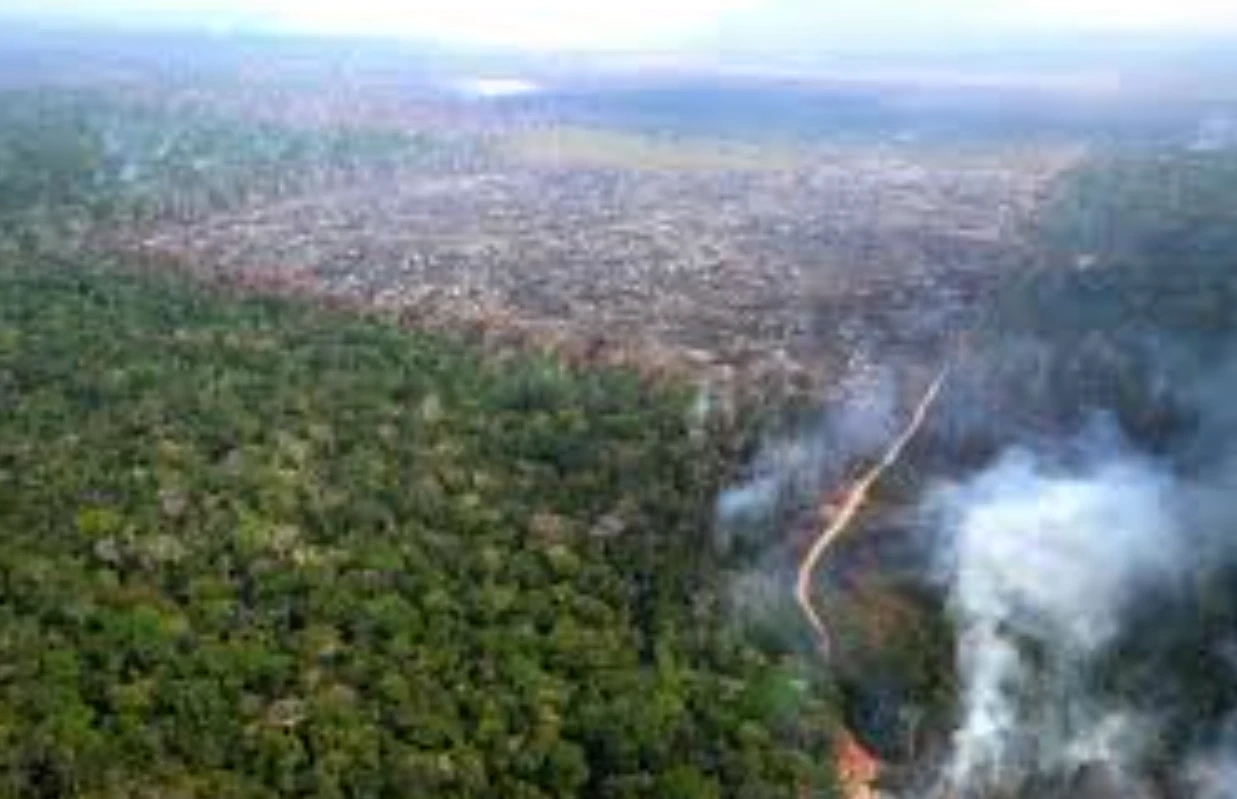 Activists take German government to court over biodiversity