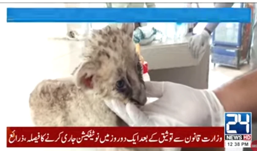 Lion cub dies of diarrhea in Bahawalpur zoo