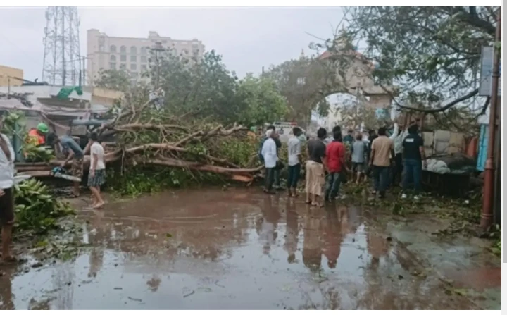 Trees and power lines flattened as Cyclone Dana hits India