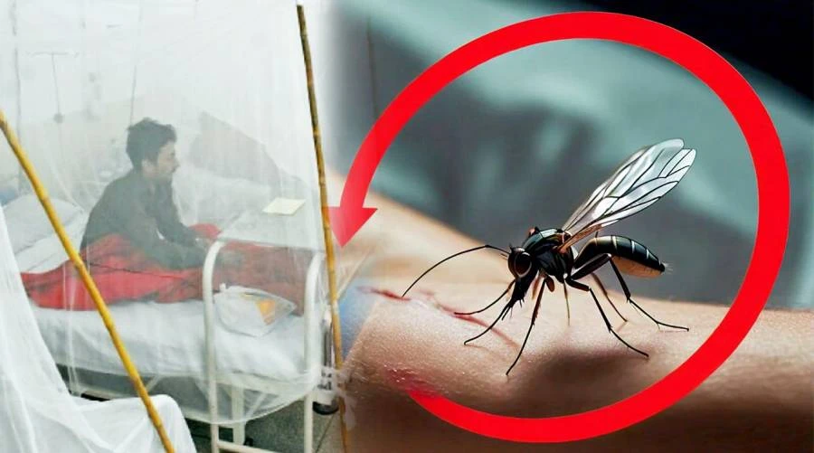 Dengue cases surge in Rawalpindi with 111 new infections reported in 24 hours