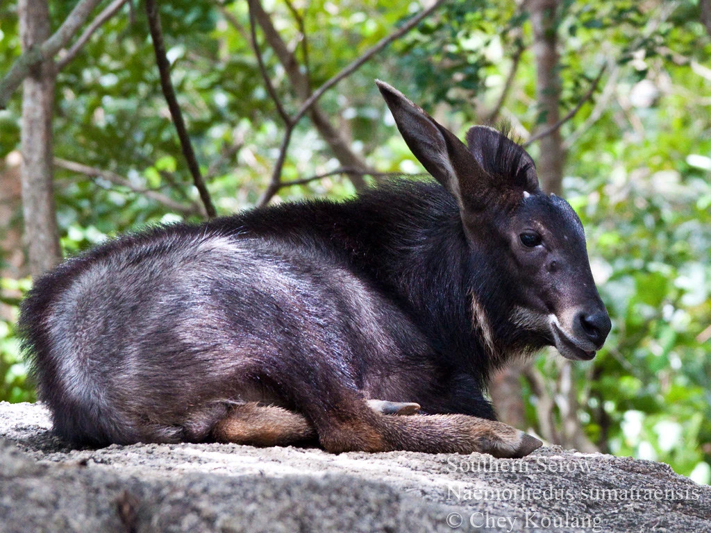 Rare species captured on video in Cambodia's threatened forests