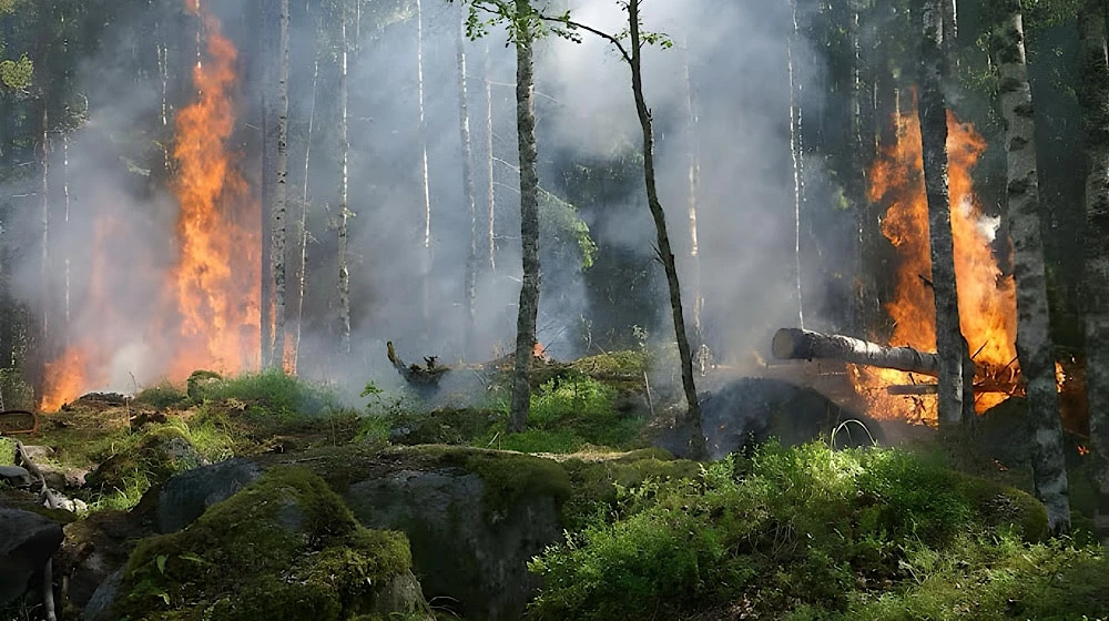 Large-scale destruction in Abbottabad forest fire