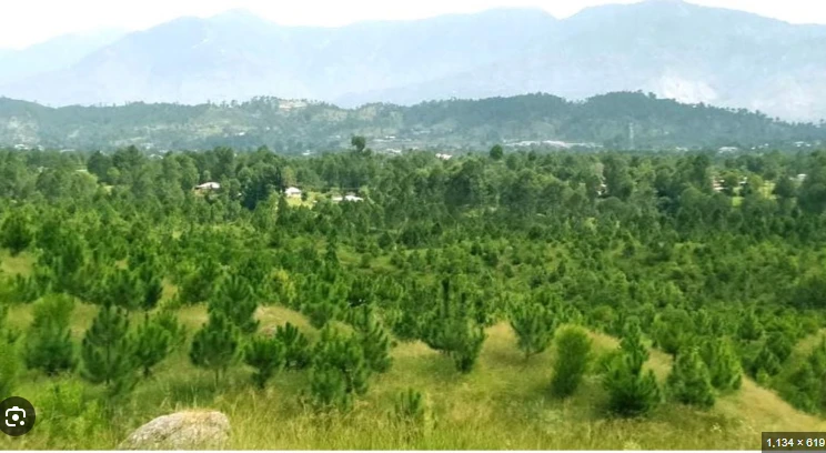 Pakistan, Germany to launch second phase of Billion Tree project