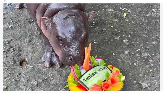 Baby hippo 'predicts' US election win for Trump