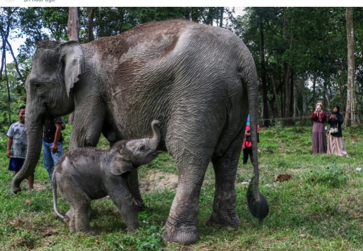 Critically endangered Sumatran elephant calf born in Indonesia