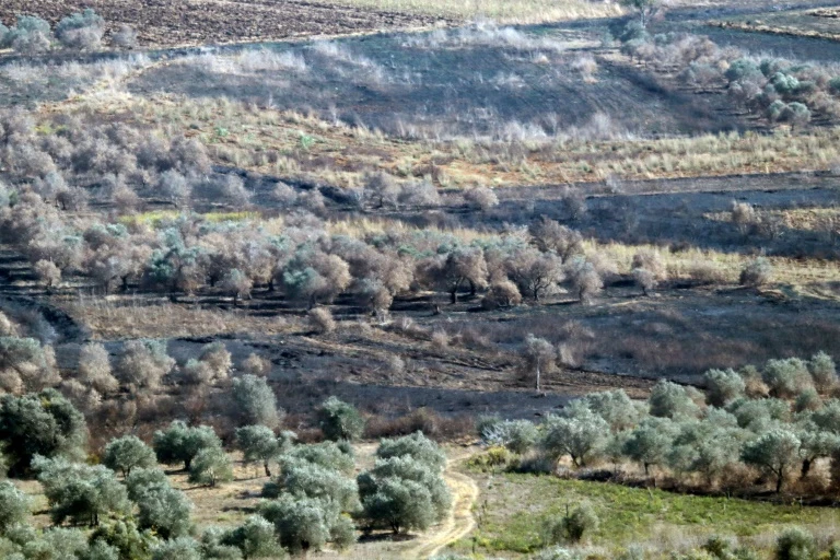 'War ruined me': Lebanon's farmers mourn lost season