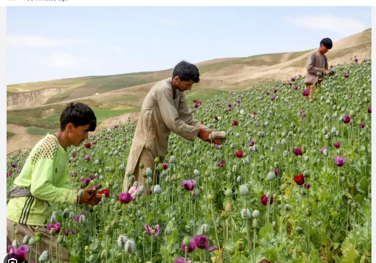 Afghanistan poppy cultivation grows 19 percent despite ban: UN