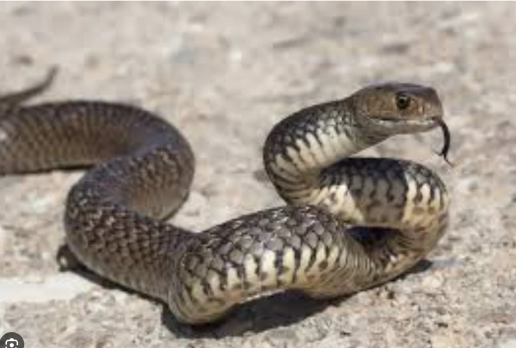 Two seminary students die of snakebite in Sheikhupura