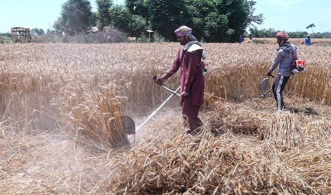 Pakistan could face over 5m ton wheat shortage next year: Report