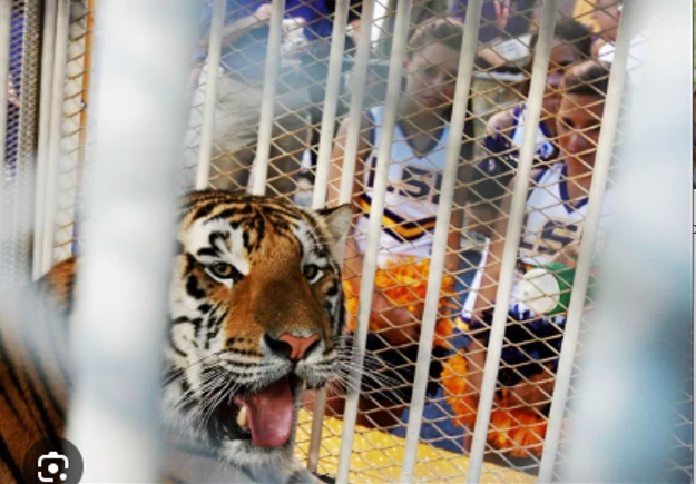 Tiger paraded before US football game sparks complaint