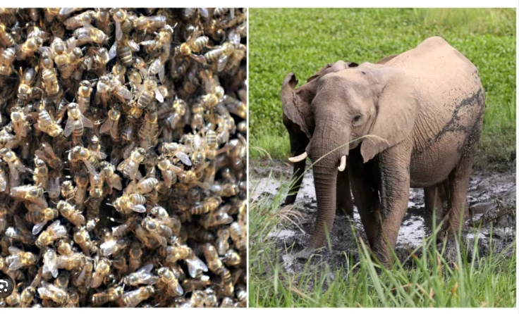 Bees help tackle elephant-human conflict in Kenya