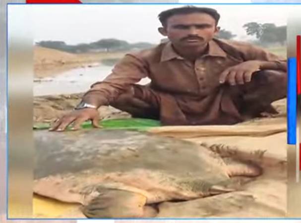 Villager’s 52kg ‘treasure’ catch lands him in jail