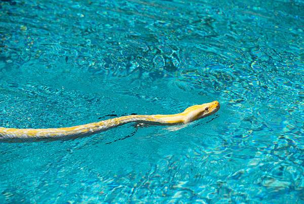 Poisonous snake caught from water tank in Karachi