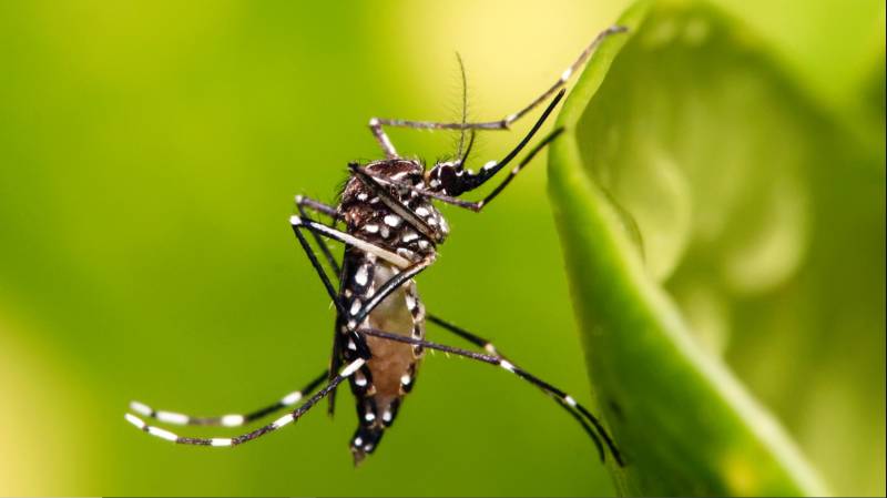 Climate change drives 20% of dengue cases: Researchers 