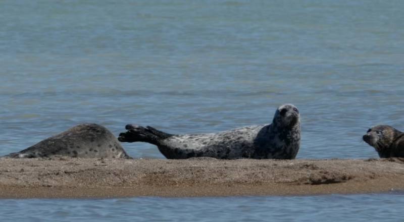 Kazakhstan reports 2,000 rare seal deaths in one month