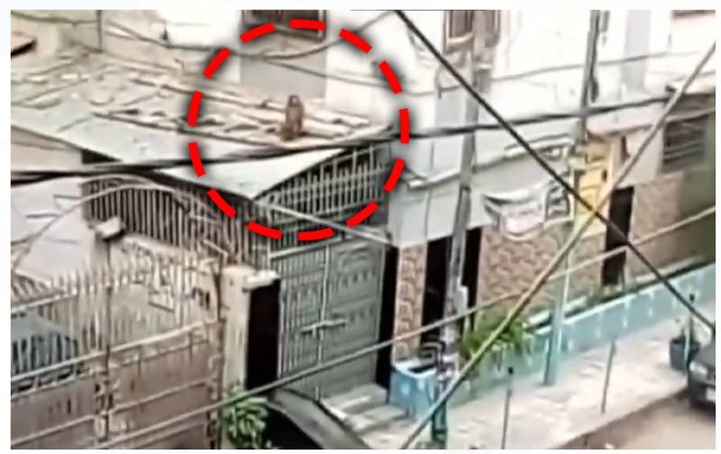 Troop of monkeys causes commotion in Karachi market, houses 