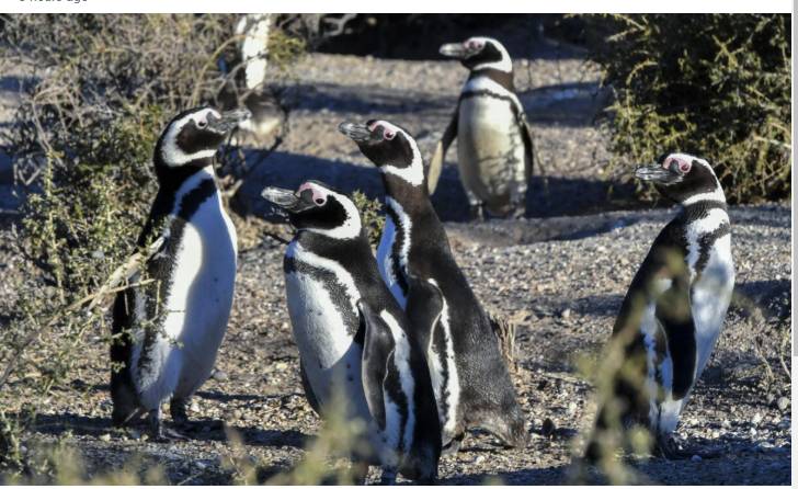 Argentine farmer sentenced for killing penguin chicks