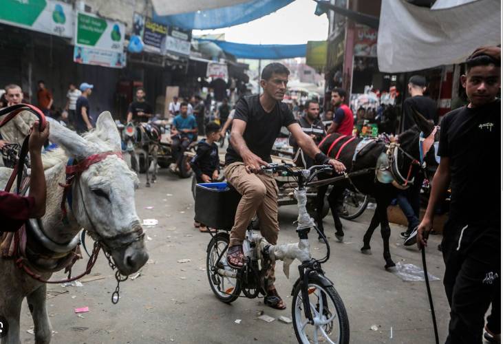 Donkeys offer Gazans lifeline amid shortages