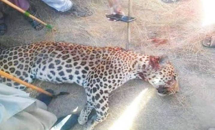 Cheetah shot dead by security guard in Lahore