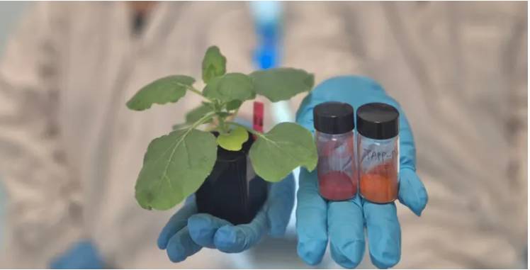 Detect dehydration in plants with new COF sensors