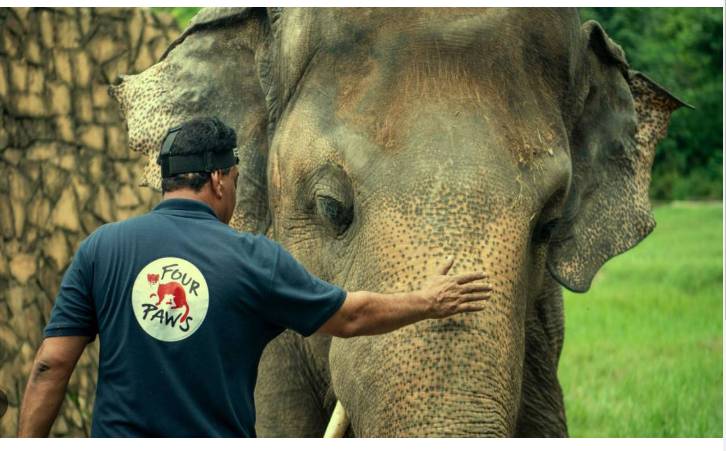 Madhubala shifted from Karachi Zoo to Safari Park