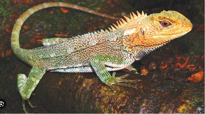 Researchers found “worm lizard” that has lived with feeding strategy