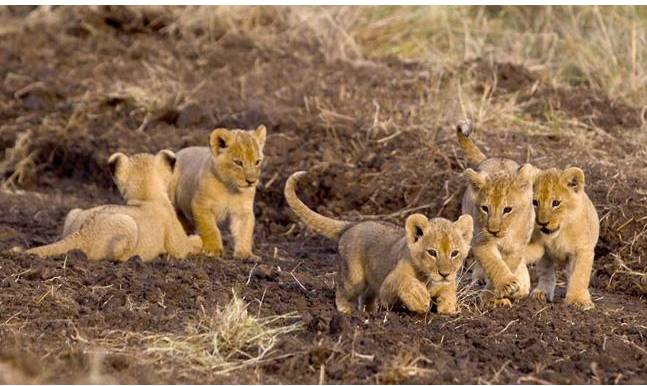 Lionesses give birth to seven cubs at Lahore Safari Zoo