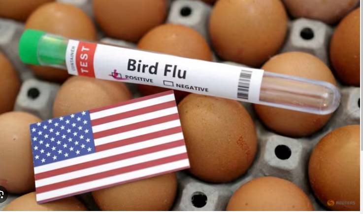 WHO wants bird flu surveillance stepped up