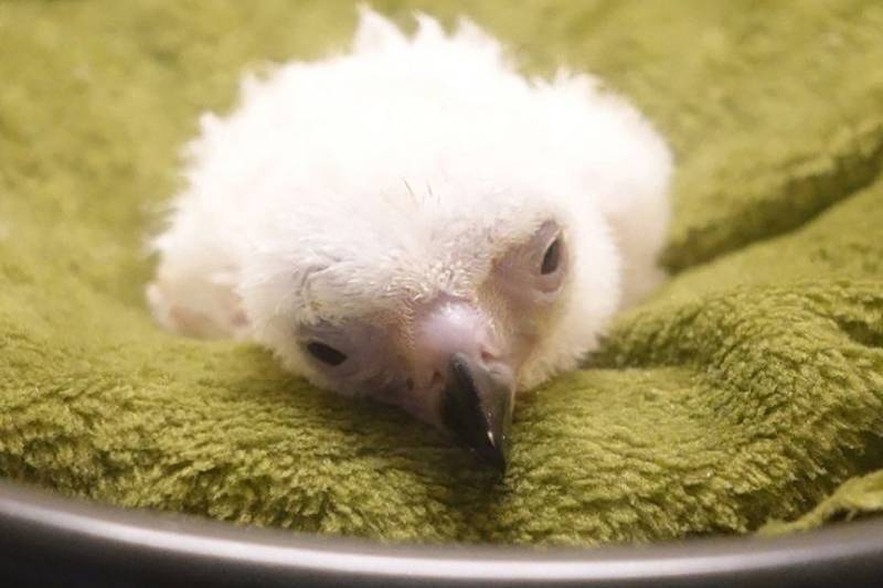 Philippine Eagle hatchling dies in conservation setback