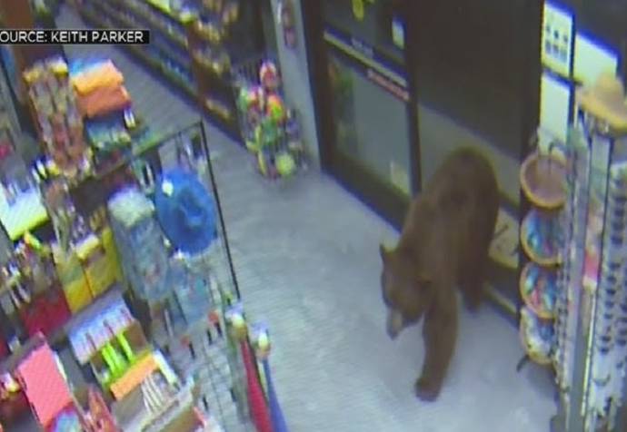 Sweet-toothed bear lured out of Japanese supermarket