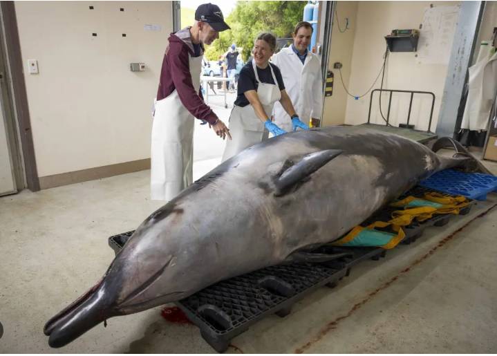 New Zealand scientists dissect world's rarest whale