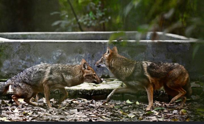 Habitat loss stokes rabid jackal attacks in Bangladesh